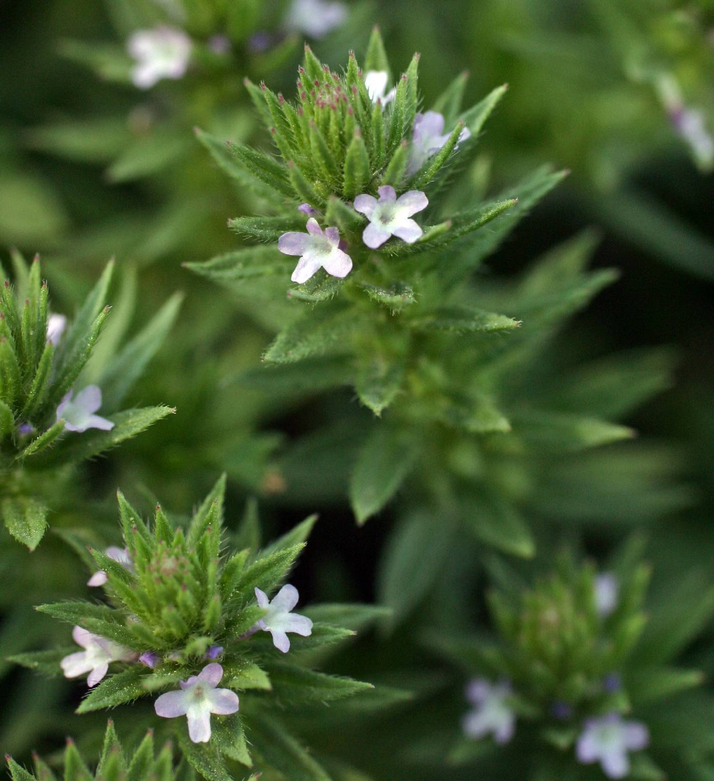 Verbenaceae image