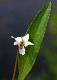 Image of Viola lanceolata