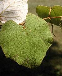 Image of Vitis labrusca