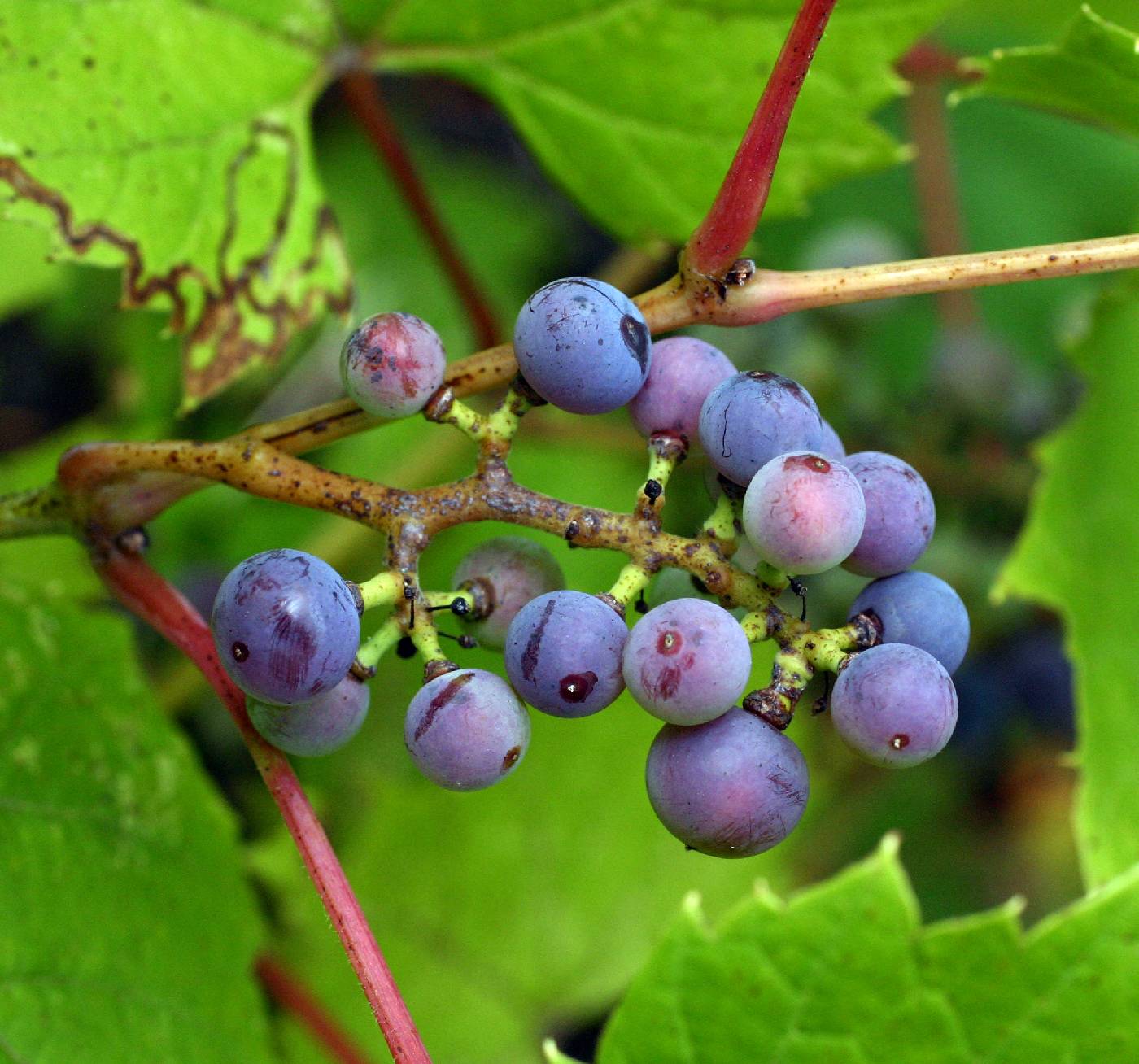 Vitis riparia image