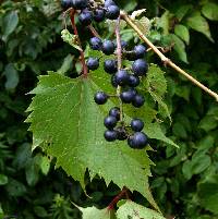 Image of Vitis vulpina