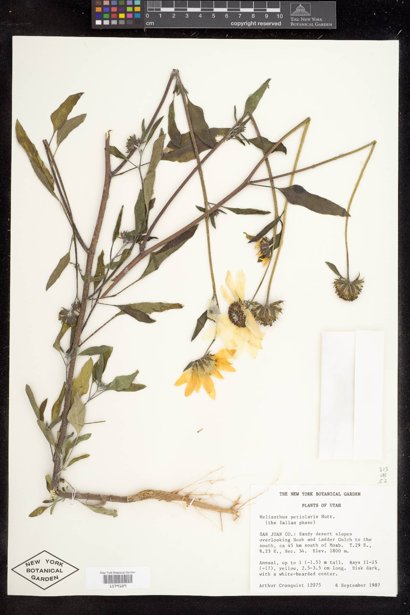 Helianthus petiolaris var. fallax image