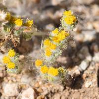 Eriophyllum pringlei image