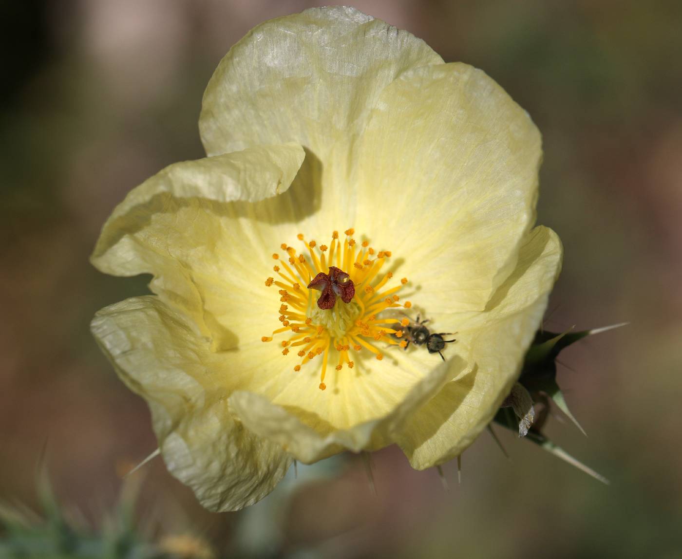 Argemone ochroleuca image