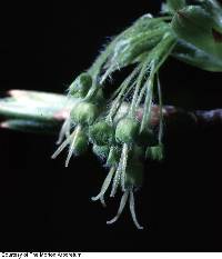 Acer nigrum image