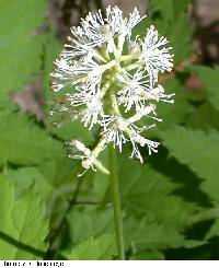 Actaea pachypoda image