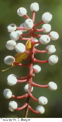 Actaea pachypoda image