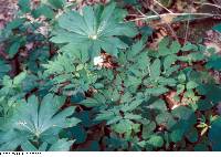 Actaea pachypoda image