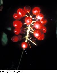 Actaea rubra image