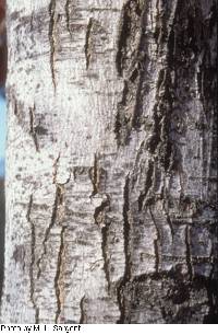 Acer rubrum image