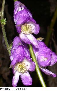 Image of Aconitum uncinatum
