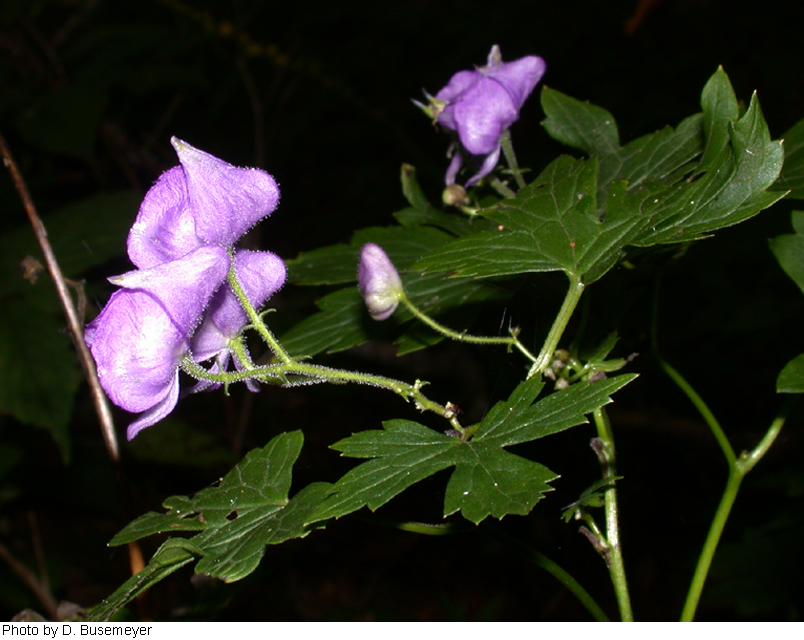 Aconitum uncinatum image