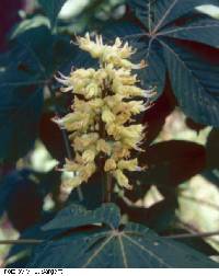 Image of Aesculus glabra