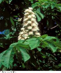 Image of Aesculus hippocastanum