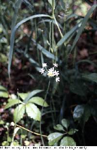 Image of Allium canadense