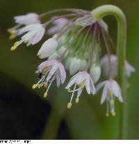 Allium cernuum image