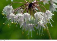 Allium cernuum image