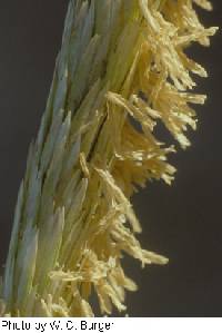 Ammophila breviligulata image