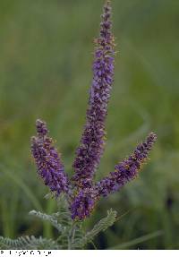 Image of Amorpha canescens