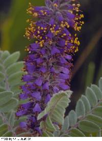 Amorpha canescens image