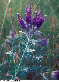 Amorpha canescens image