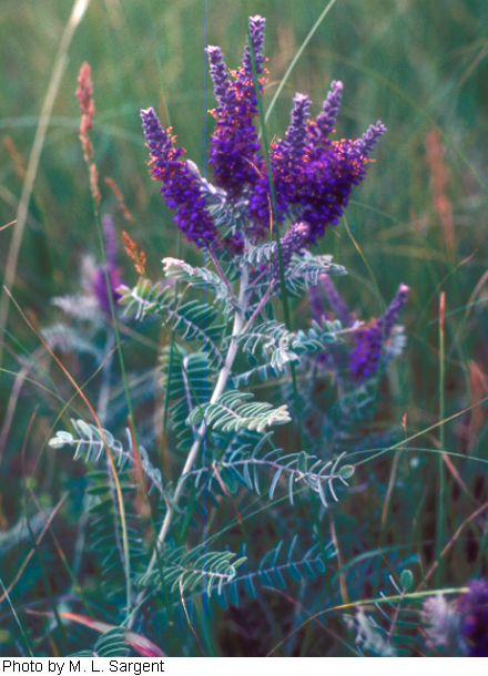 Amorpha canescens image