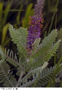 Amorpha canescens image