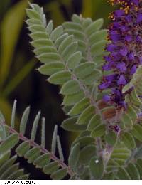 Amorpha canescens image