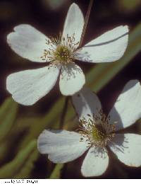 Image of Anemone canadensis