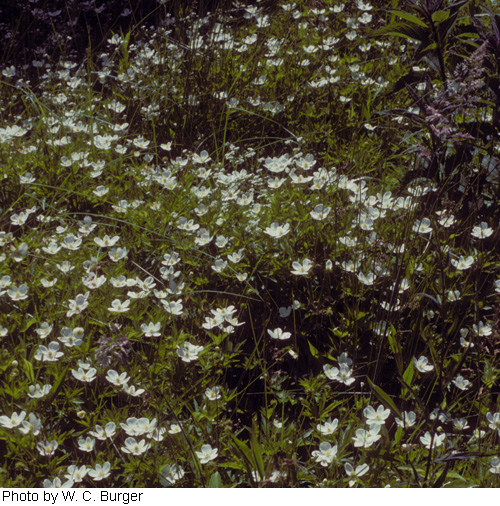 Anemonidium canadense image