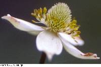 Anemone cylindrica image