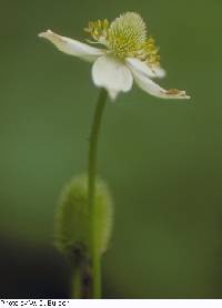 Anemone cylindrica image