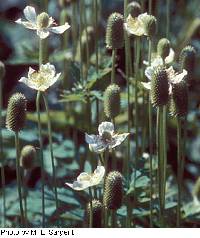 Anemone cylindrica image