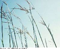 Andropogon gerardii image