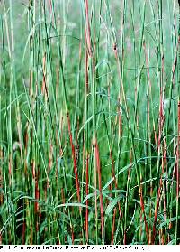 Andropogon gerardii image