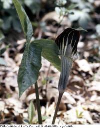 Arisaema triphyllum image