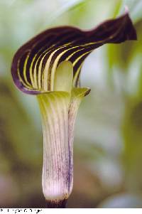 Image of Arisaema triphyllum