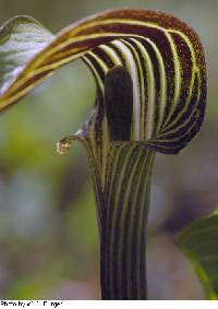 Arisaema triphyllum image