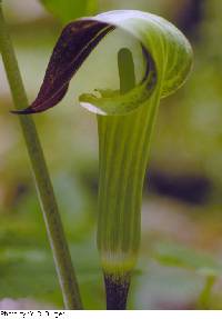 Arisaema triphyllum image