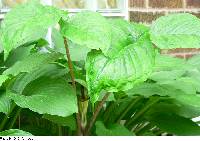 Arisaema triphyllum image