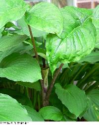 Arisaema triphyllum image