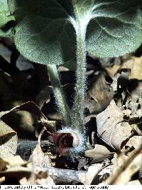 Asarum canadense image