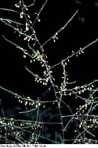 Image of Asparagus officinalis