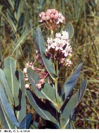 Image of Asclepias sullivantii