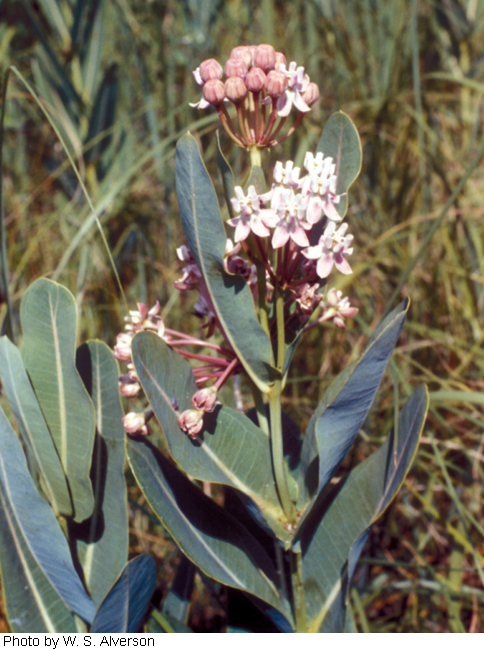 Asclepias sullivantii image