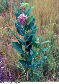 Asclepias syriaca image