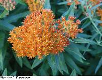 Asclepias tuberosa image