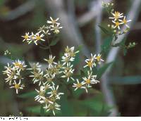 Doellingeria umbellata image