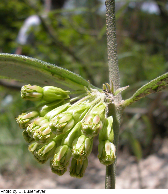 Asclepias viridiflora image