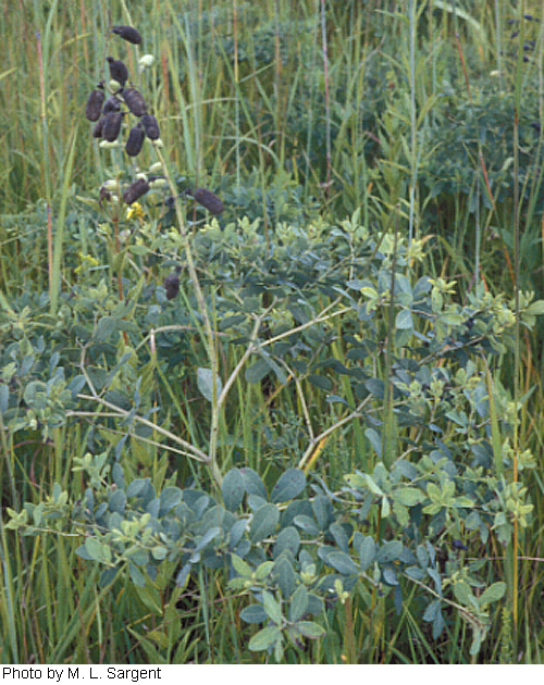 Baptisia alba image